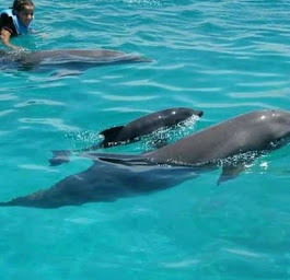 Aerial view of luxury resorts and crystal-clear ocean at Kendwa Beach, Zanzibar.