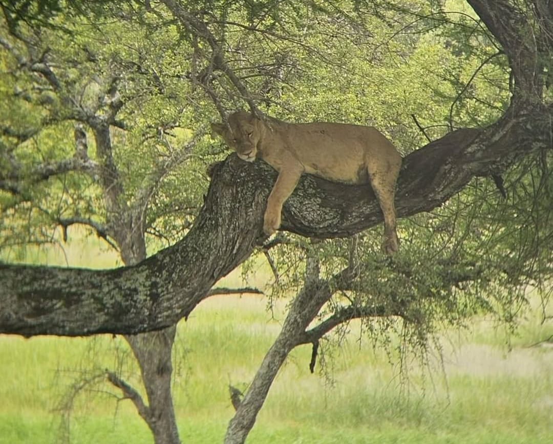 A lion resting on a tree branch in the African savannah, showcasing its relaxed posture and spotted mane against the natural wildlife backdrop.