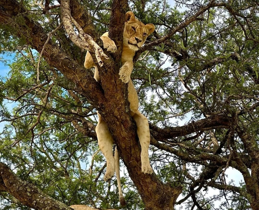 A lion resting on a tree branch in the African savannah, relaxing in the shade and showcasing unique tree-climbing behavior.