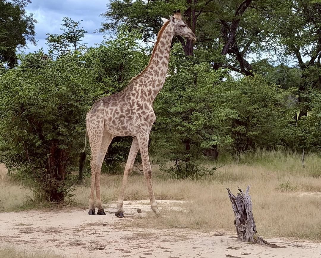 A giraffe standing gracefully in the African savannah, showcasing its long neck, distinctive spots, and natural wildlife habitat.