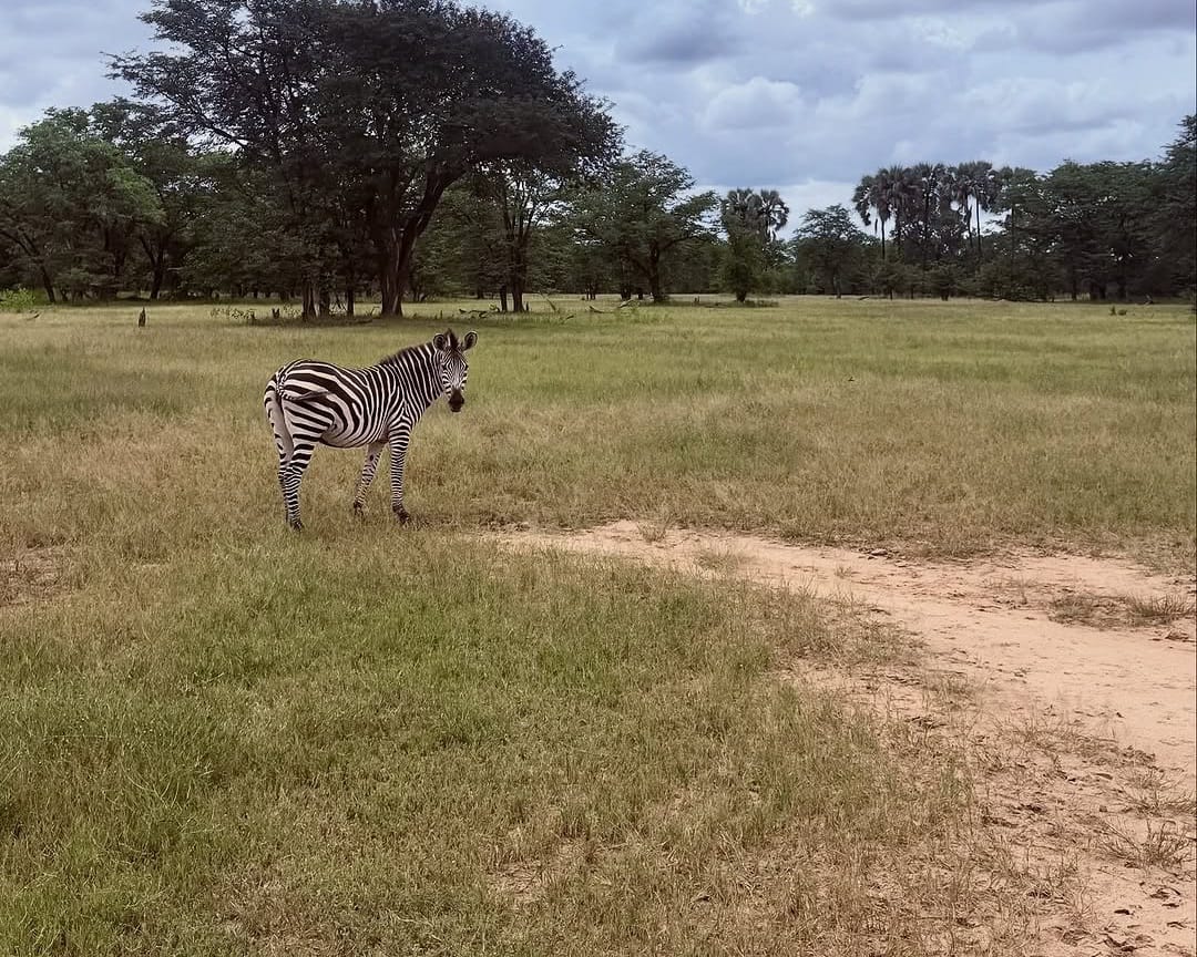 A zebra standing in the African savannah, grazing peacefully and showcasing its distinctive black-and-white stripes in a natural wildlife setting.
