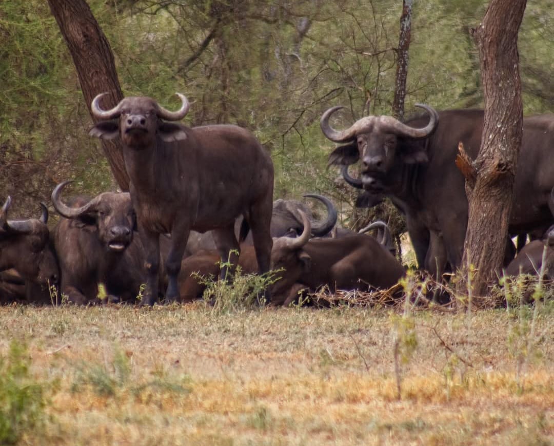 A herd of African buffalo grazing in the savannah, showcasing their strong build, curved horns, and social behavior in their natural habitat.