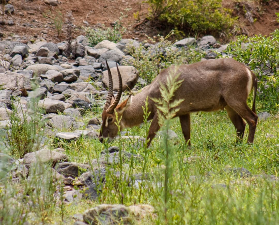 A large antelope standing in the African savannah, showcasing its strong build, long horns, and alert posture in its natural habitat.