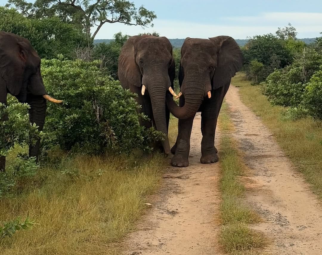 A herd of elephants walking across the African savannah, showcasing their size, social behavior, and natural wildlife habitat.