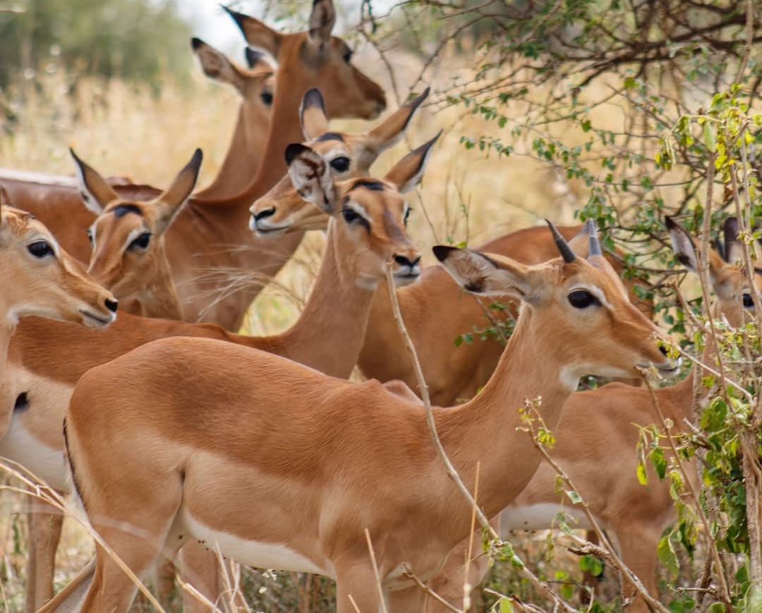 A group of antelopes grazing peacefully in the African savannah, showcasing their slender bodies, graceful horns, and natural habitat.
