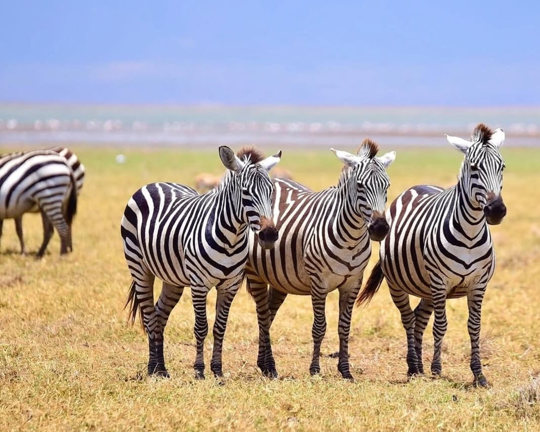 A group of zebras grazing peacefully in the African savannah, showcasing their distinctive black-and-white stripes in a natural wildlife setting.