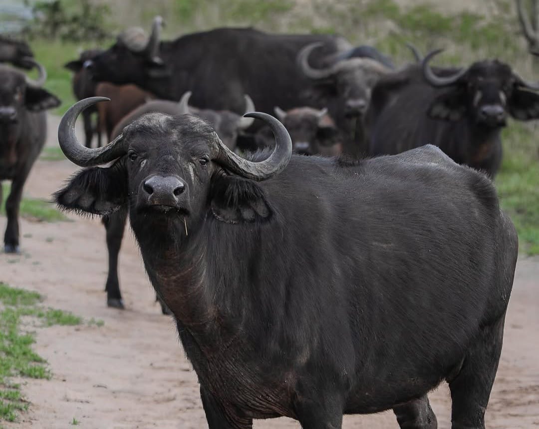 African buffaloes grazing on the savannah during a wildlife safari in East Africa