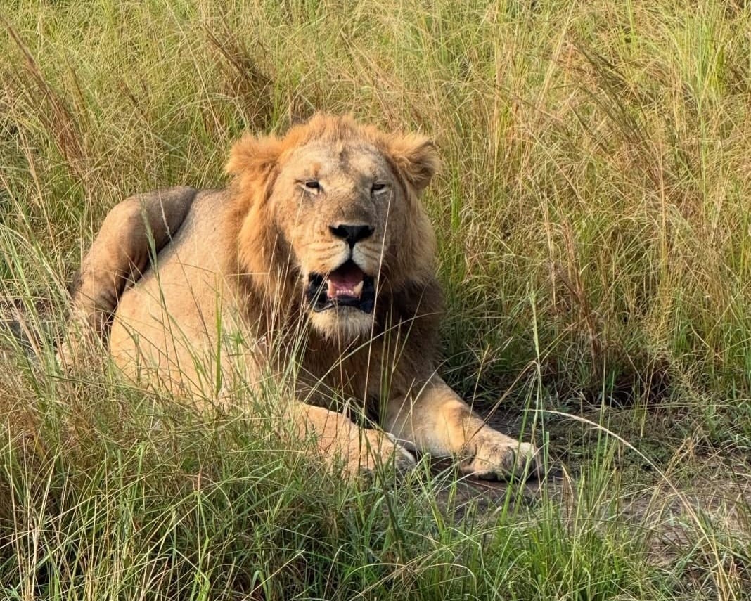 African lion relaxing in the savannah during a wildlife safari in Tanzania