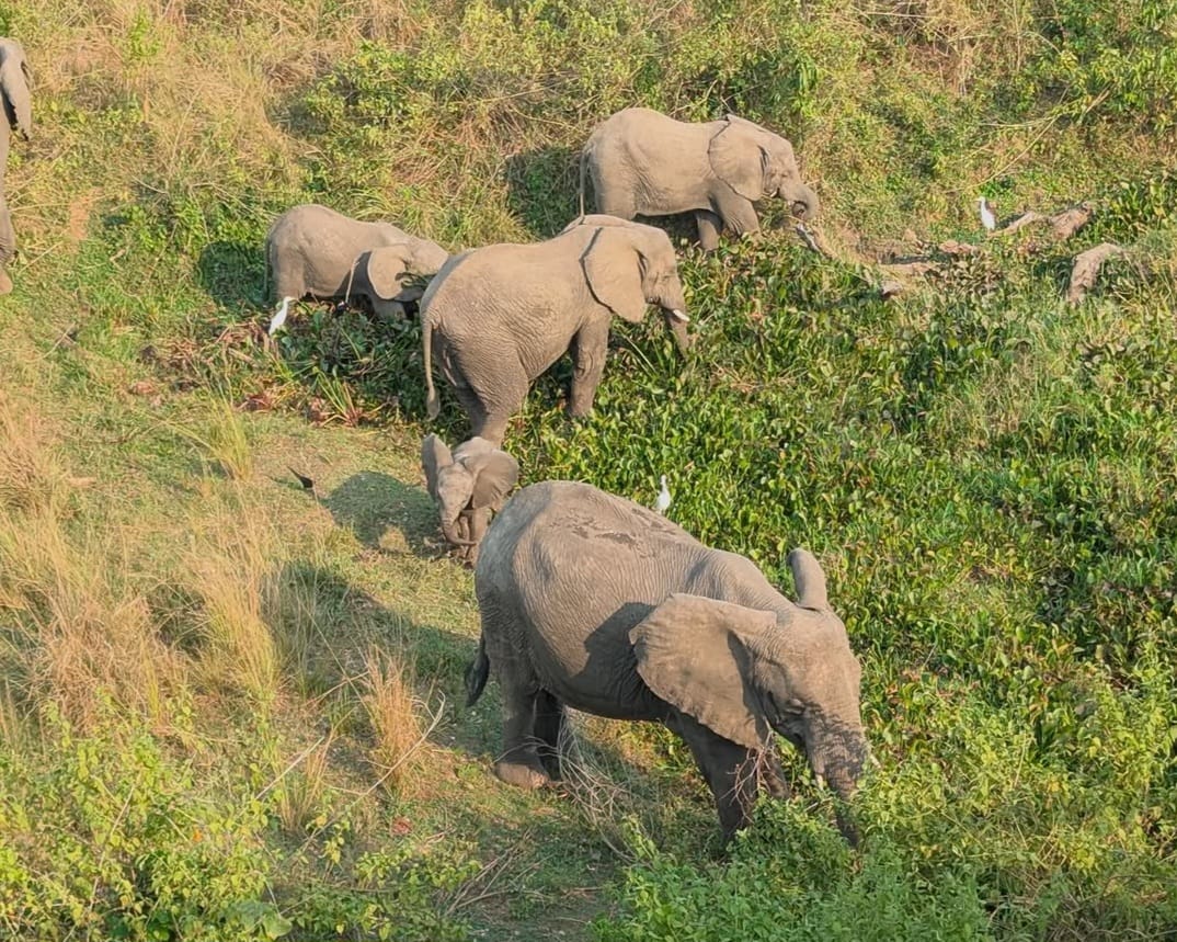 Close-up view of elephants during unforgettable safari experience