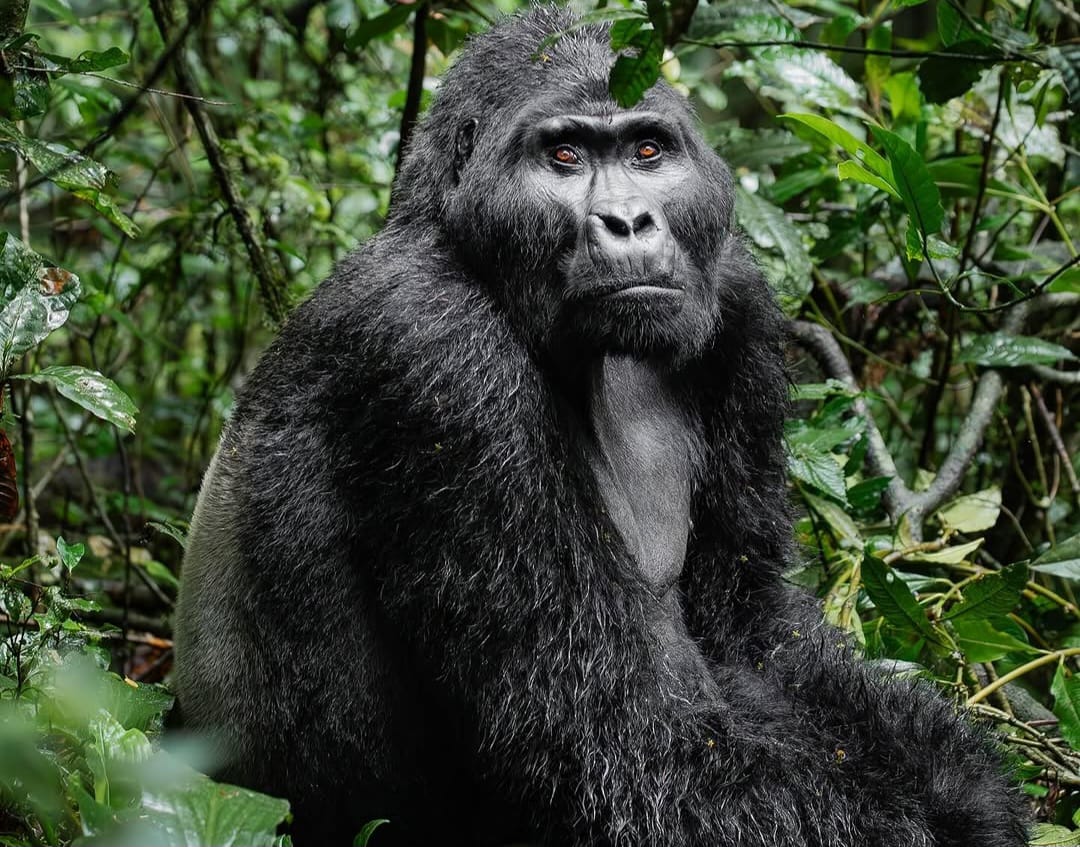 Mountain gorilla sitting in Bwindi Impenetrable National Park during Uganda gorilla trekking safari