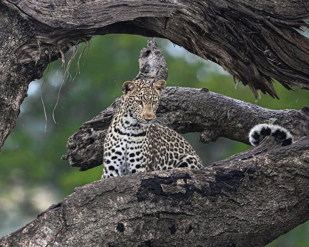 African leopard resting on a tree branch during a wildlife safari in East Africa