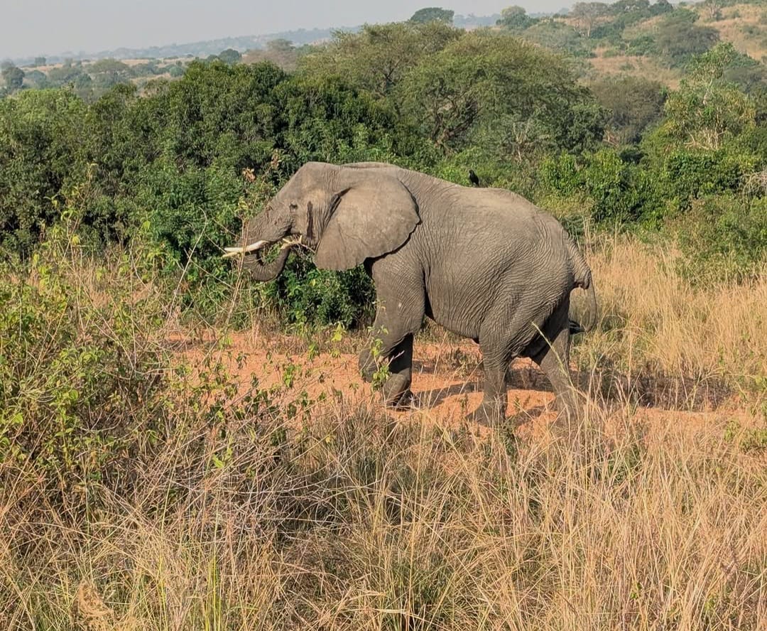 Large herd of African elephant on game drive safari