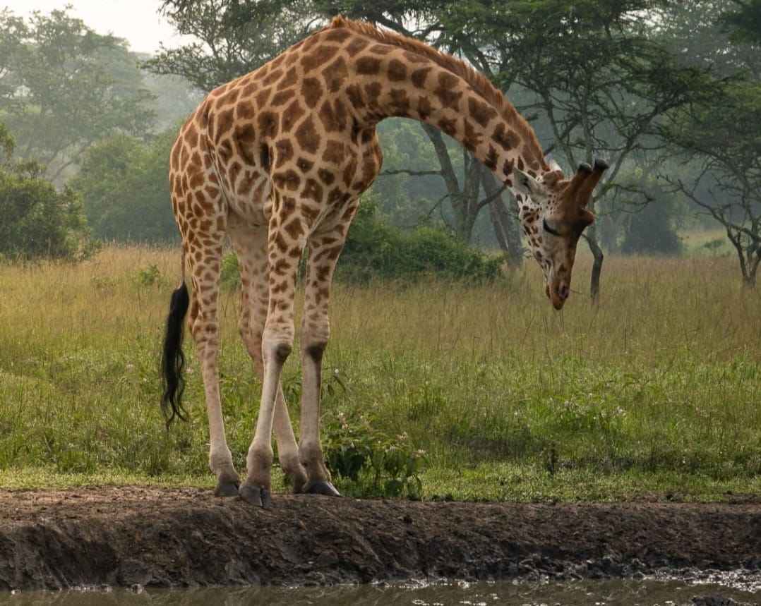 Wild giraffe bending down to drink water