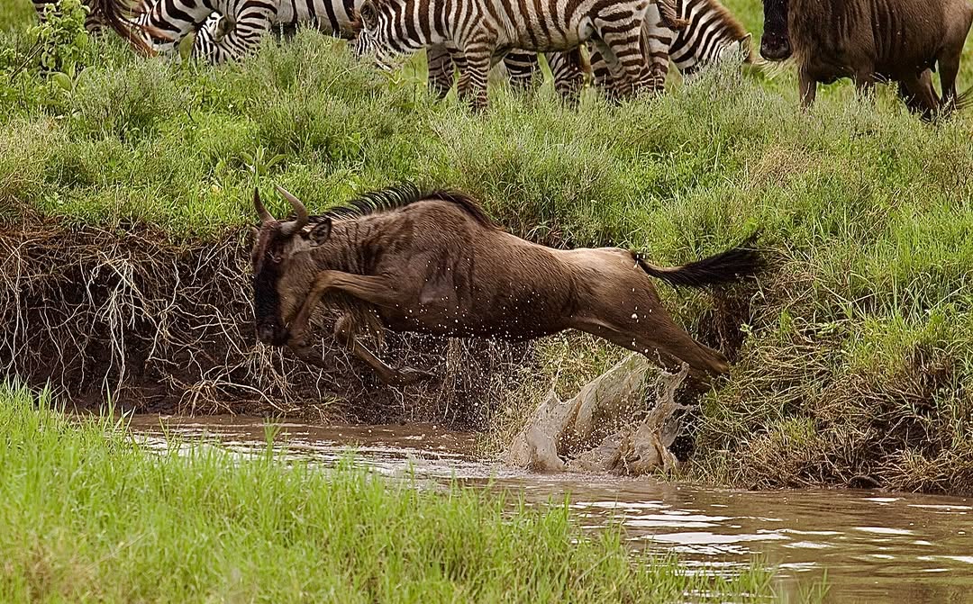 Wildebeest leaping across a river during migration, splashing through the water as they make a dramatic crossing in the African savannah.