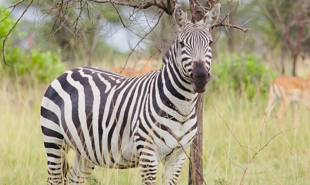 A zebra standing in the African savannah, grazing peacefully and showing its distinctive black-and-white striped coat.