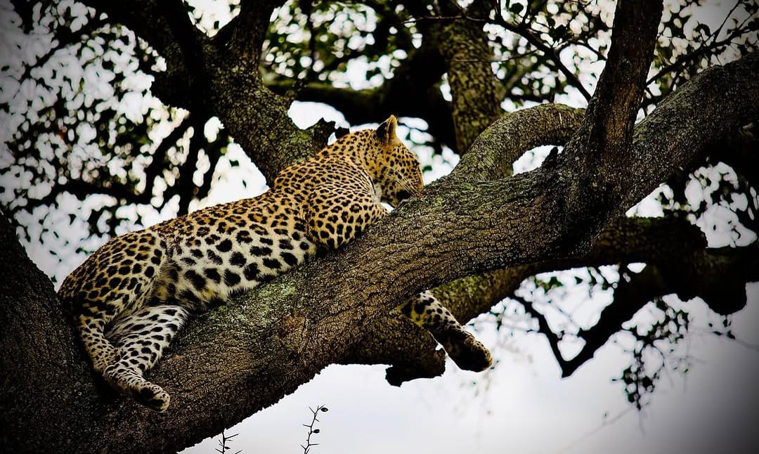 A leopard resting on a tree branch in the African savannah, its spotted coat blending with the surroundings as it observes the wildlife below.