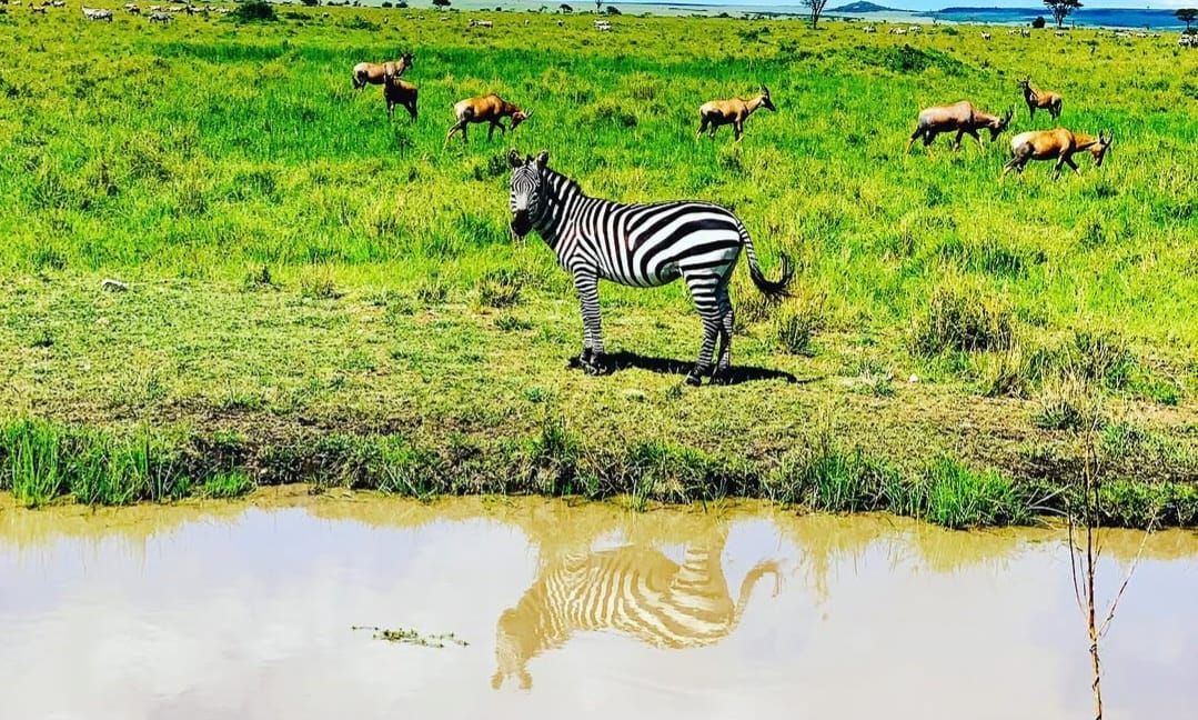 A zebra standing in the African savannah, grazing peacefully with its distinctive black-and-white striped coat visible.
