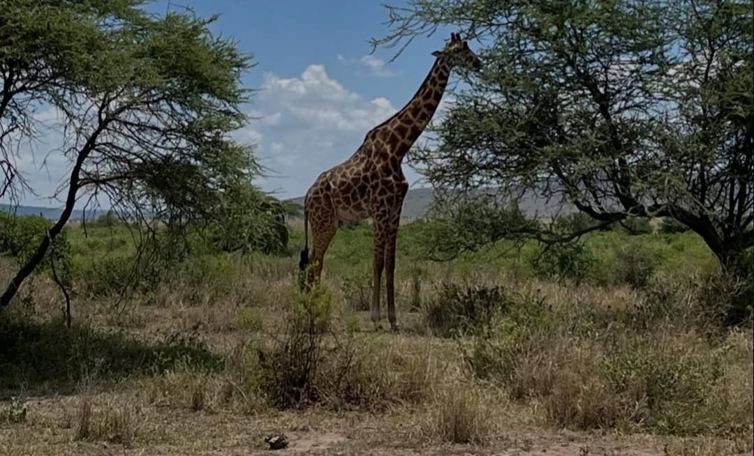 A giraffe standing tall in the African savannah, gracefully grazing on tree leaves with its long neck and distinctive spotted coat clearly visible.