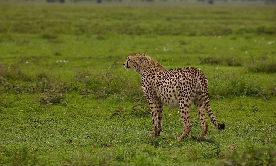 A leopard resting on a tree branch in the African savannah, showcasing its spotted coat and alert gaze in its natural habitat.