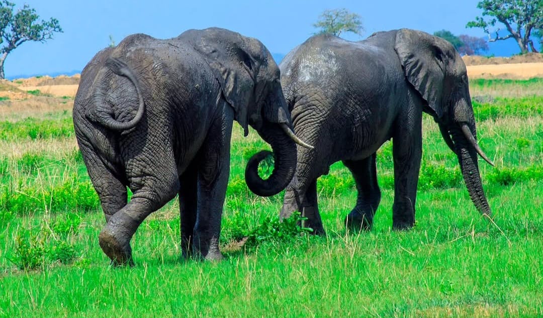An African elephant walking through the savannah, with its large ears, tusks, and trunk clearly visible, surrounded by tall grasses.
