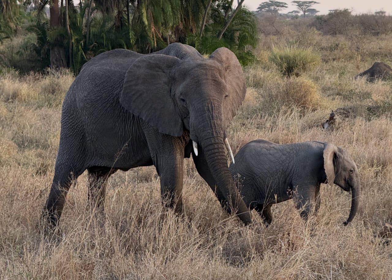Akagera National Park Safari in Rwanda with elephants and African savannah wildlife.