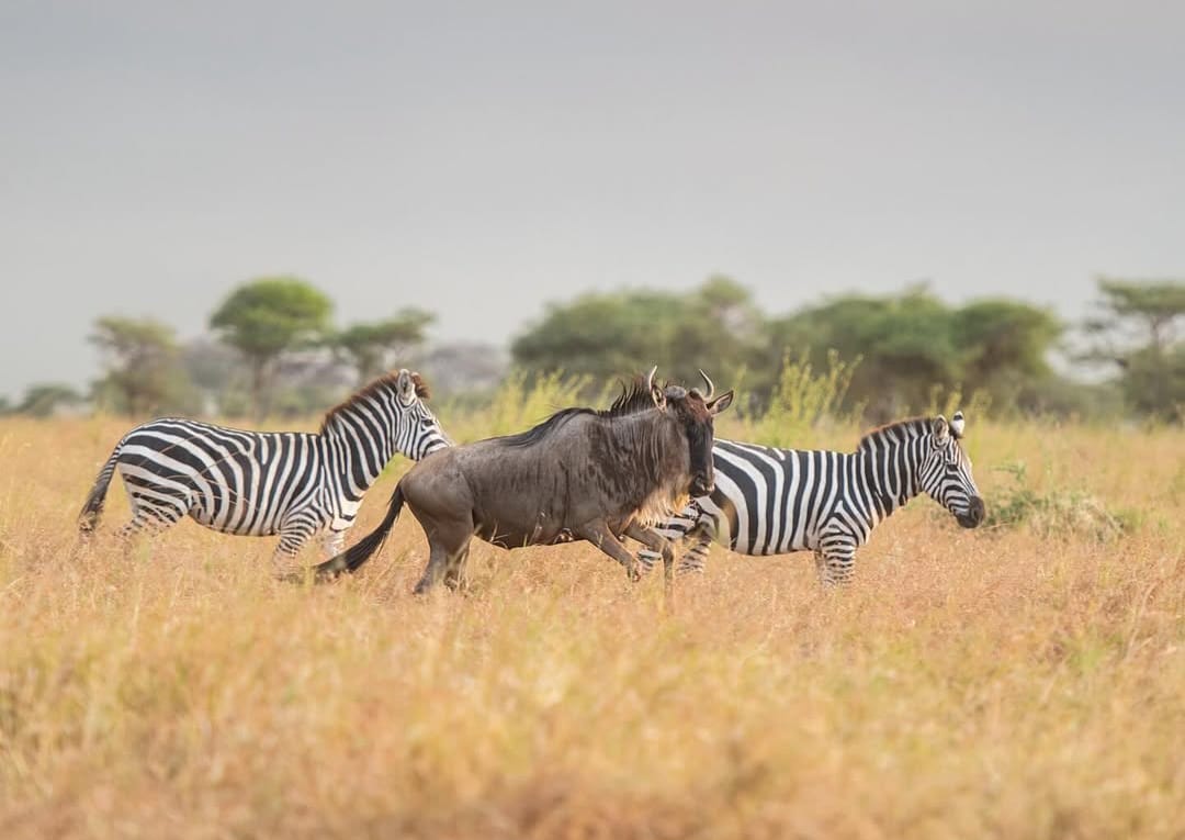 Zebra and wildebeest grazing together in Serengeti National Park during Tanzania wildlife safari and Great Migration safari experience