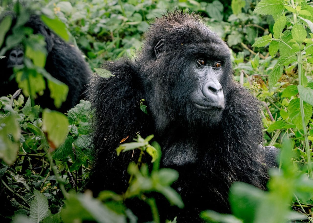 Mountain gorilla trekking in Volcanoes National Park during a Rwanda wildlife safari.