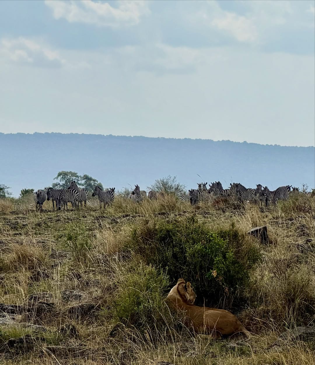 Kenya safari wildlife viewing Big Five animals in Masai Mara National Reserve
