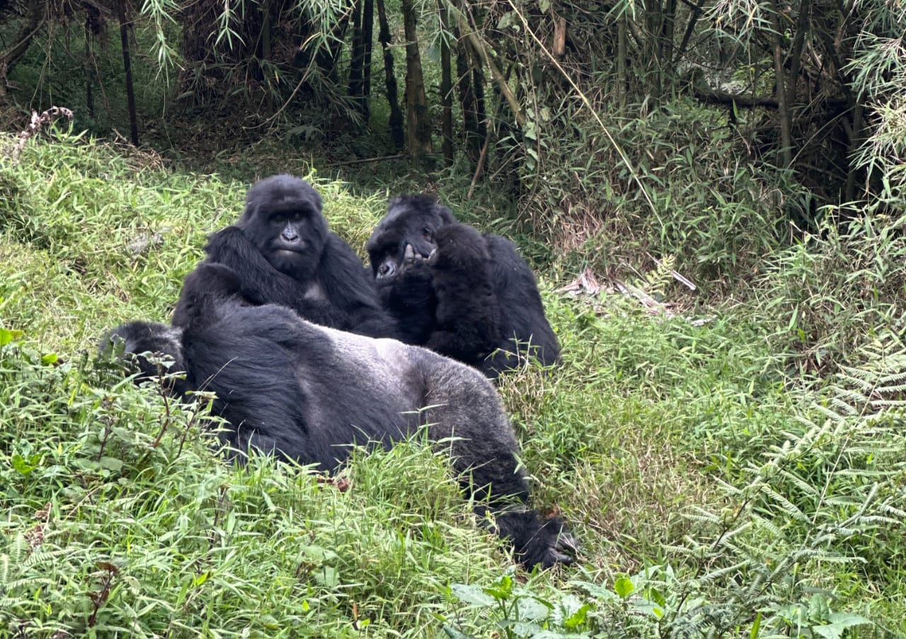 Uganda mountain gorilla trekking and Tanzania wildlife safari with Nelwen Tours & Safaris