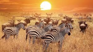 Great Migration of wildebeest and zebras crossing the Serengeti plains during their annual journey