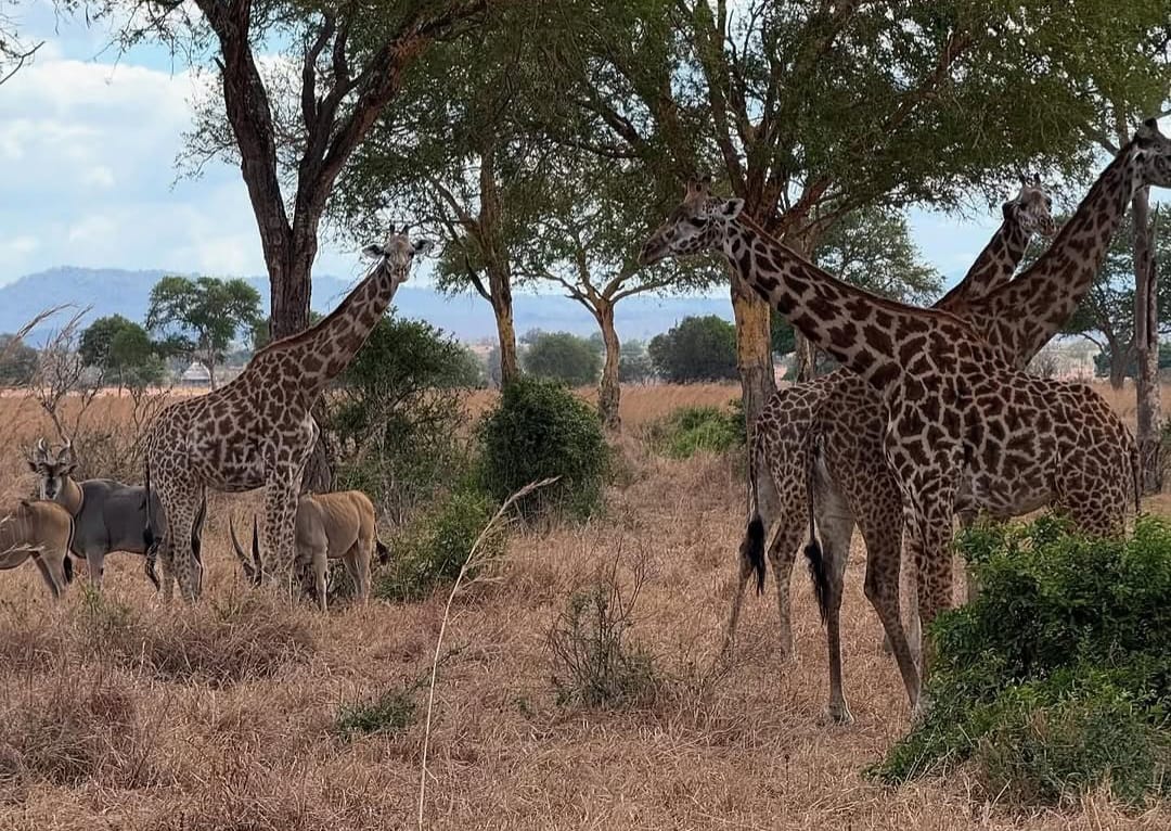 Giraffes feeding on acacia trees during a Tanzania Wildlife Safari in Tarangire National Park, Tanzania