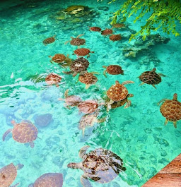 Pristine beaches and turquoise waters of Zanzibar, Pemba, and Mafia Islands