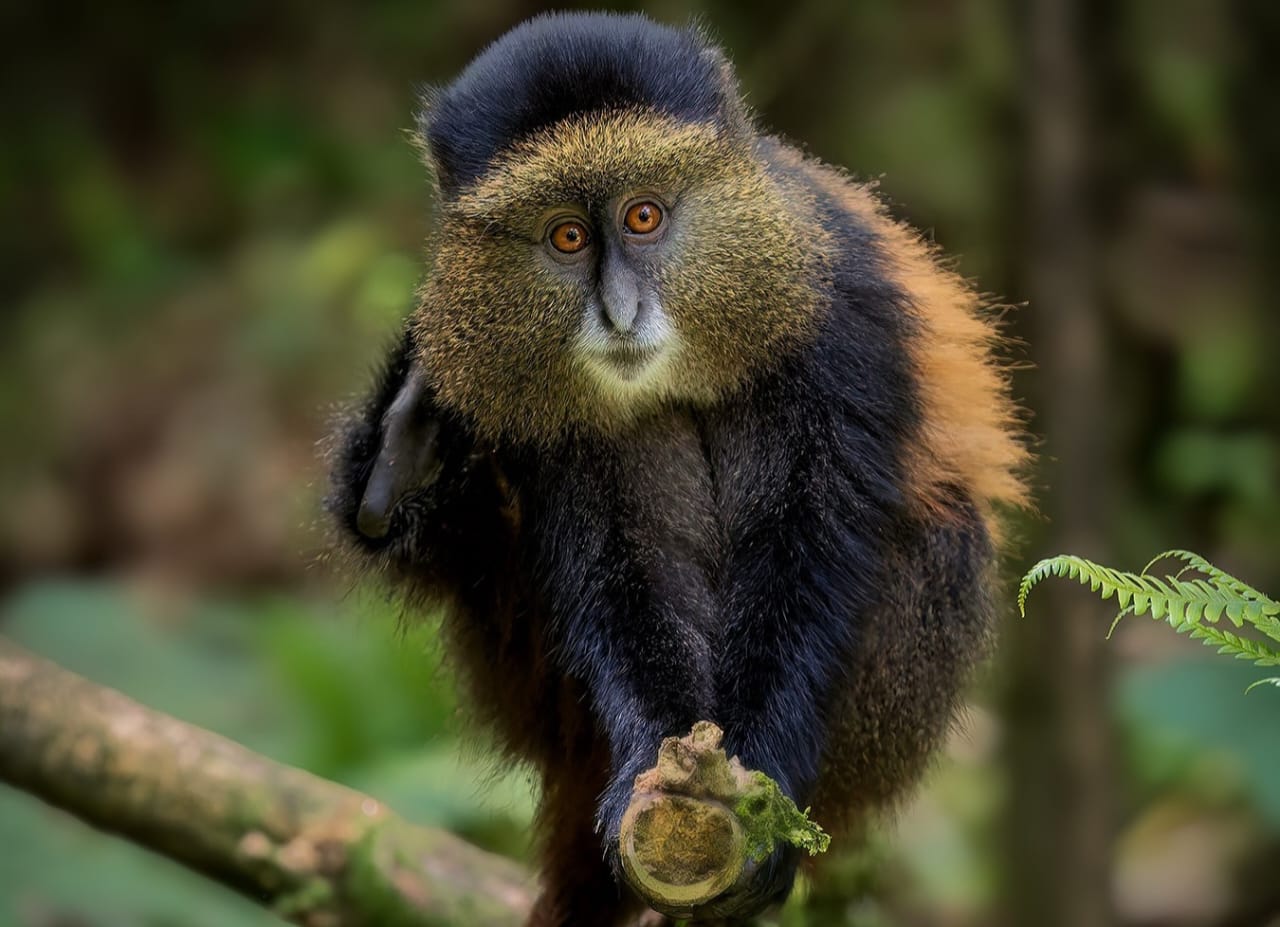 Golden monkeys in the bamboo forest during a golden monkey trekking safari in Volcanoes National Park, Rwanda.
