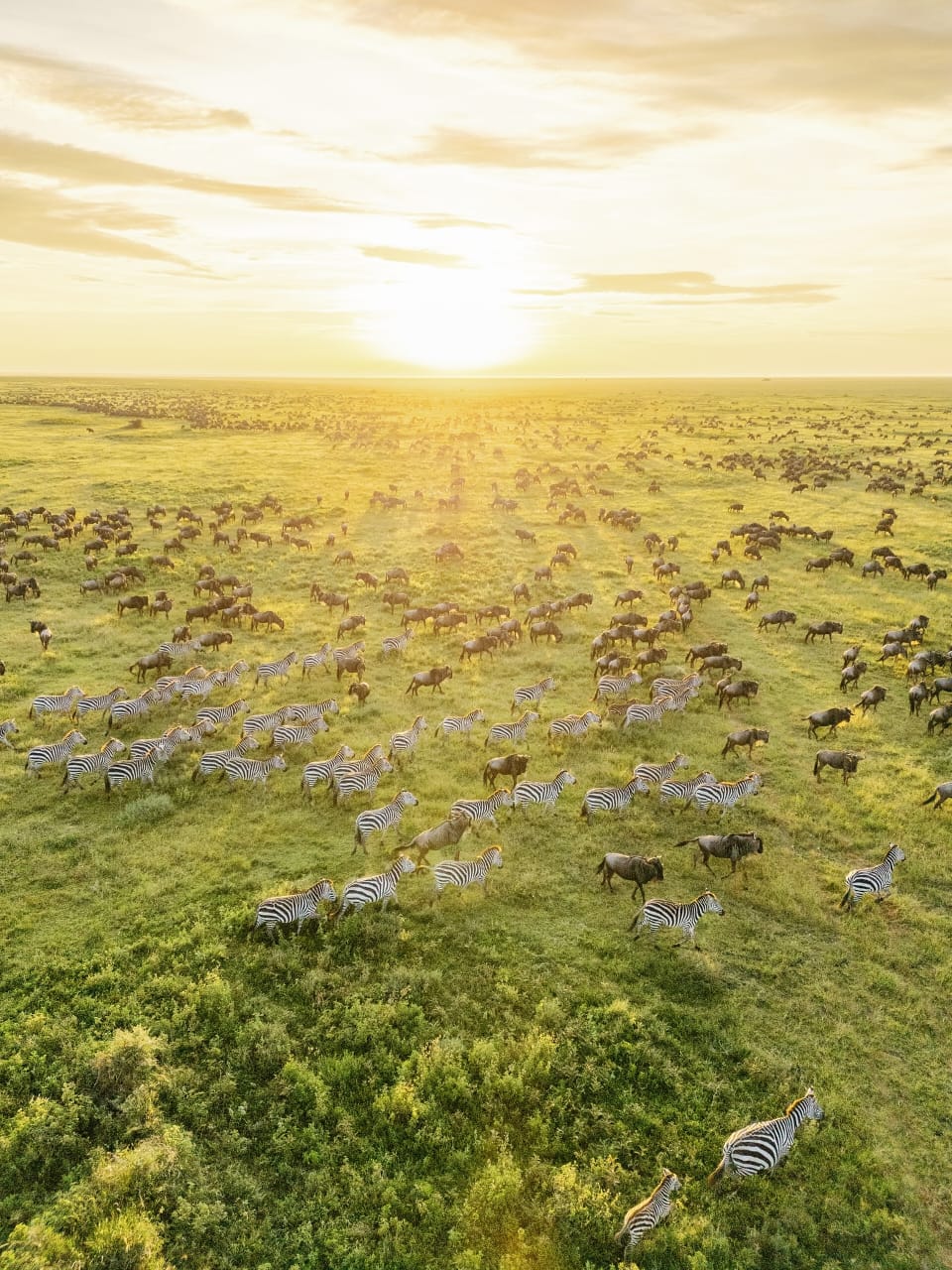 Wildebeest crossing the plains during the Great Migration in Kenya’s Masai Mara
