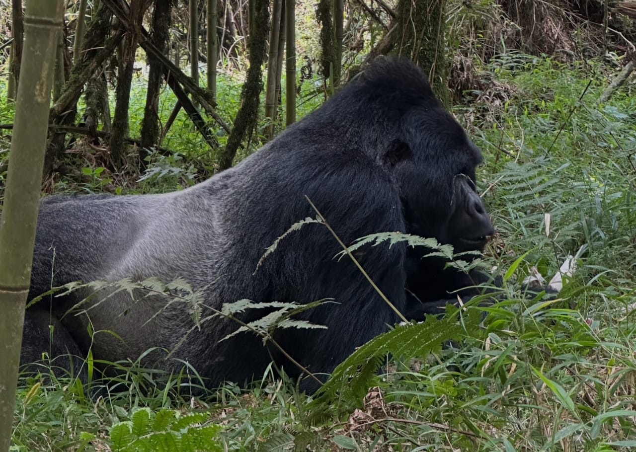 Uganda mountain gorilla trekking safari, best African safari company for Uganda gorilla trekking tours and East African