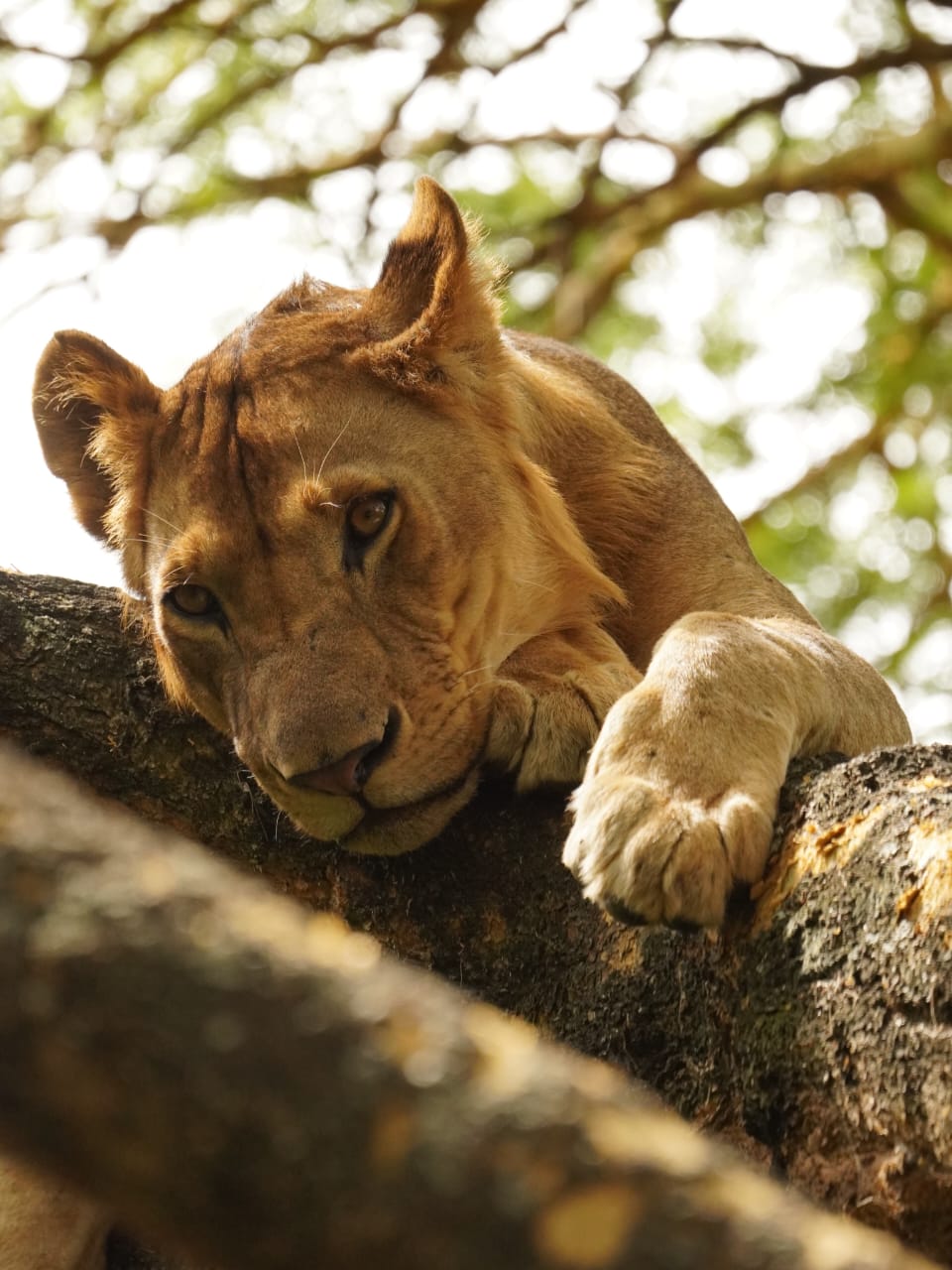 Kenya Safari from Nairobi with tourists viewing lions in Masai Mara
