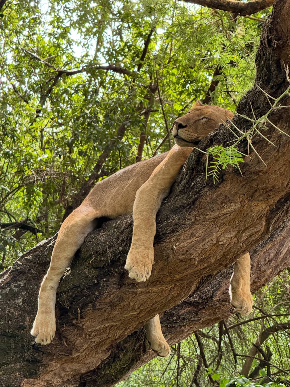 Lion resting on a tree during a Kenya Wildlife Safari in Masai Mara with the Best African Safari Company