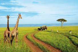 A couple standing on a safari road watching a giraffe in the wild, surrounded by savannah landscape under a bright sky.