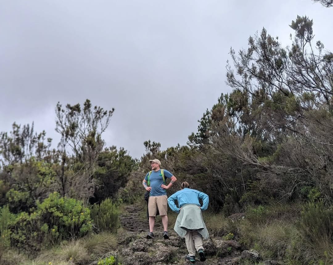 Climbers trekking through the lush rainforest on Mount Kilimanjaro, walking along a scenic forest trail surrounded by dense vegetation in Tanzania.