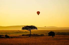 African baboon exploring a baobab tree, capturing the essence of wildlife and nature.