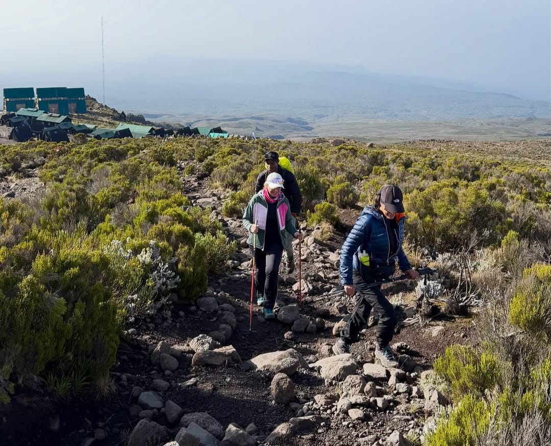 Climbers trekking along the Marangu Route on Mount Kilimanjaro, hiking through lush rainforest trails on a guided adventure in Tanzania