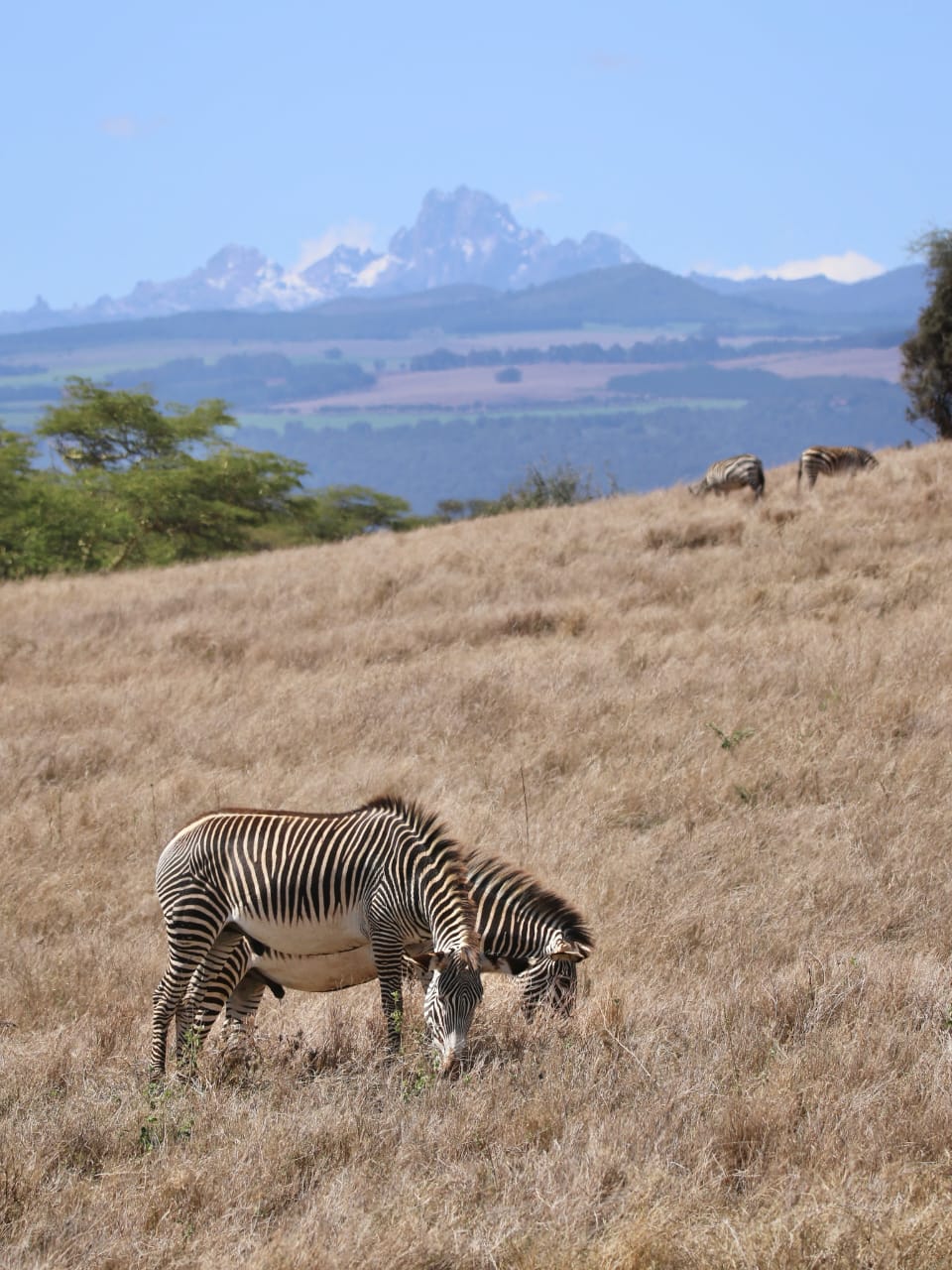 Zebras grazing on the open plains during a Kenya safari in Masai Mara National Reserve