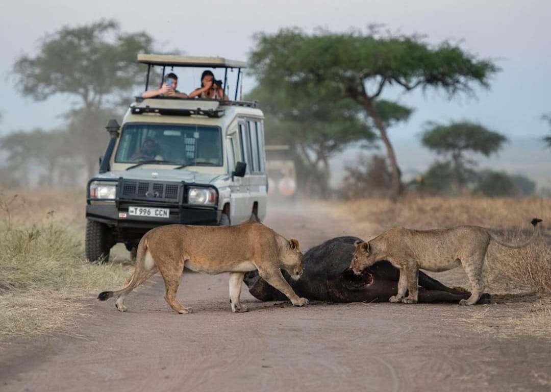 Tourists in safari vehicle watching lion eating buffalo during Tanzania wildlife safari in Serengeti National Park Big Five safari tour experience