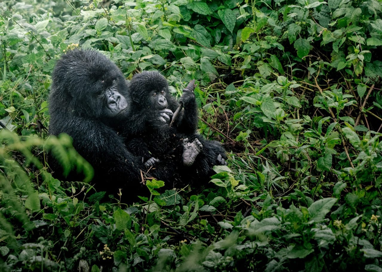 Rwanda Gorilla Trekking in Volcanoes National Park with mountain gorillas in their natural forest habitat