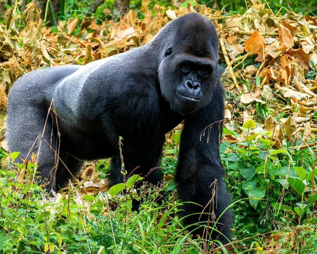 Mountain gorilla surrounded by tropical vegetation