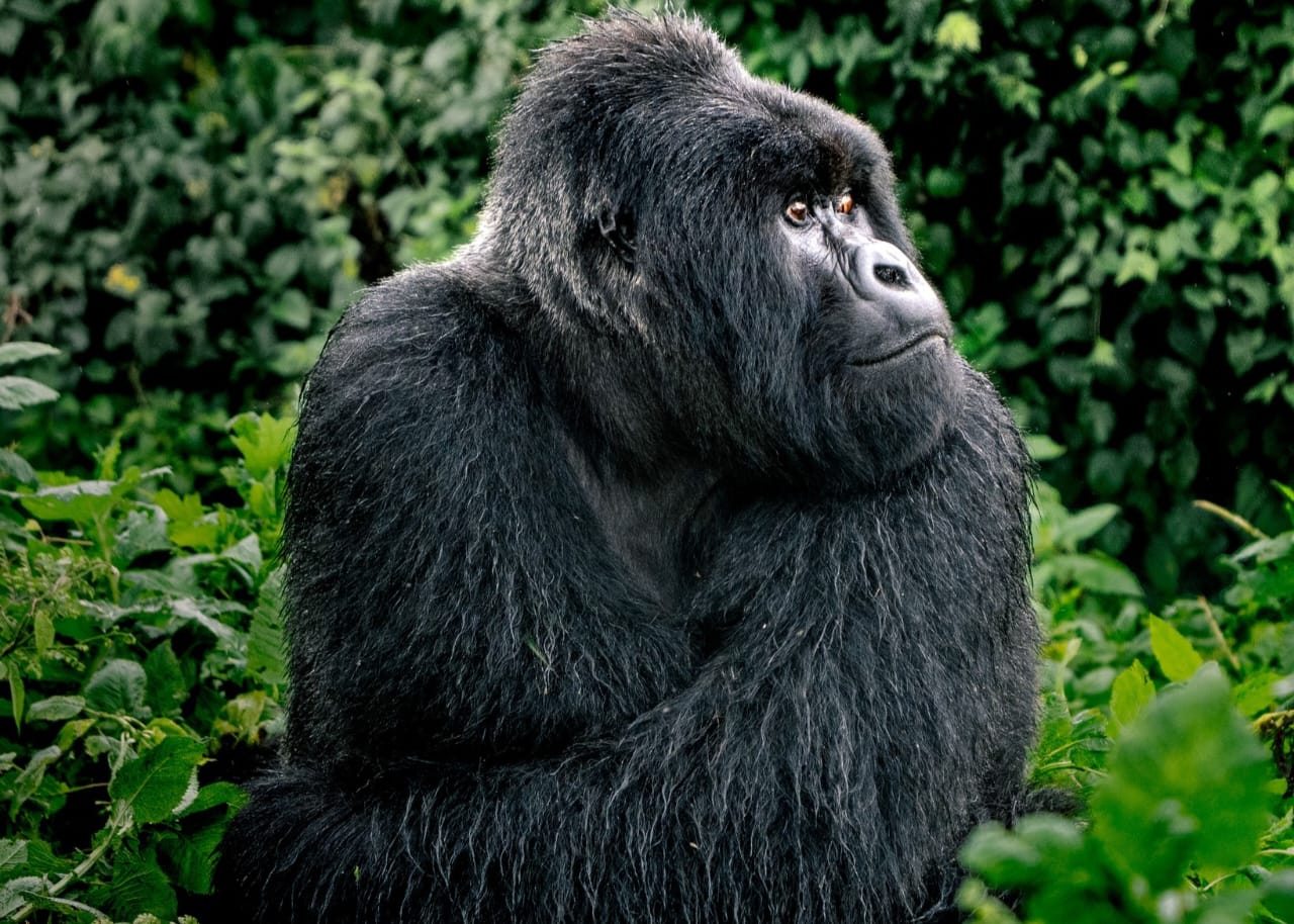 Mountain gorillas in the rainforest during a Rwanda or Uganda gorilla trekking safari.