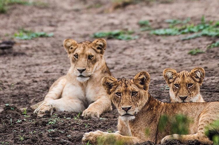 Mama lion with her cubs resting in Serengeti grassland, showing family bonding and wildlife life in Tanzania.