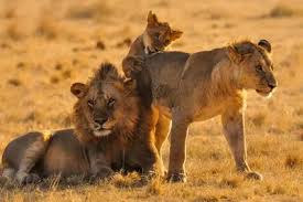 A pair of adult lions resting with their cub on the African savannah