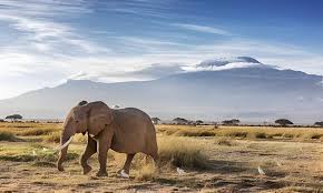 Elephant walking across the savannah with Mount Kilimanjaro rising in the background under a clear African sky