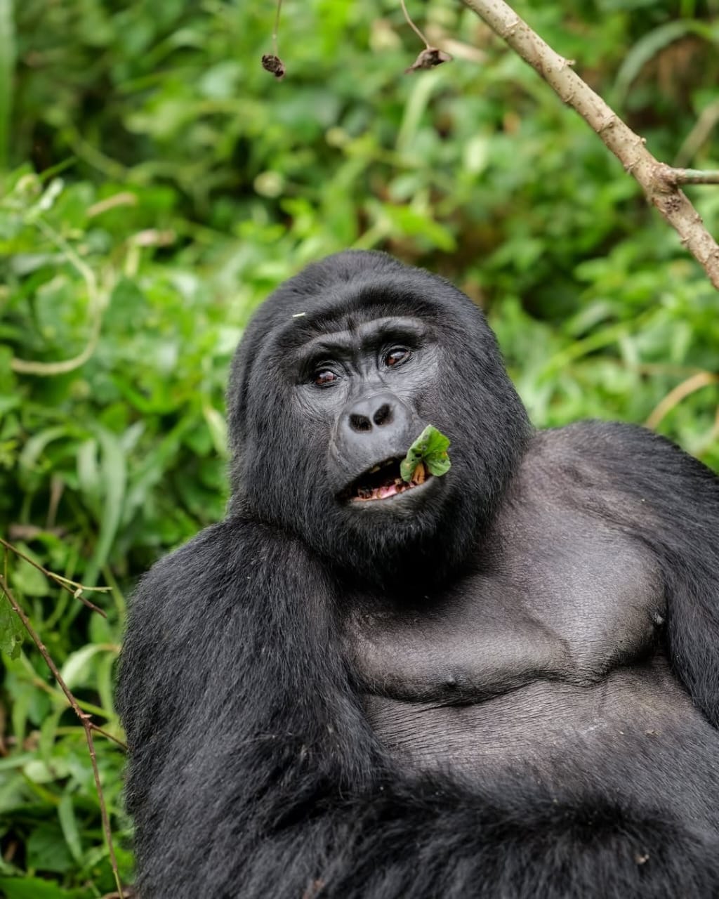 Uganda Gorilla Trekking and Safari with mountain gorilla in Bwindi Impenetrable Forest